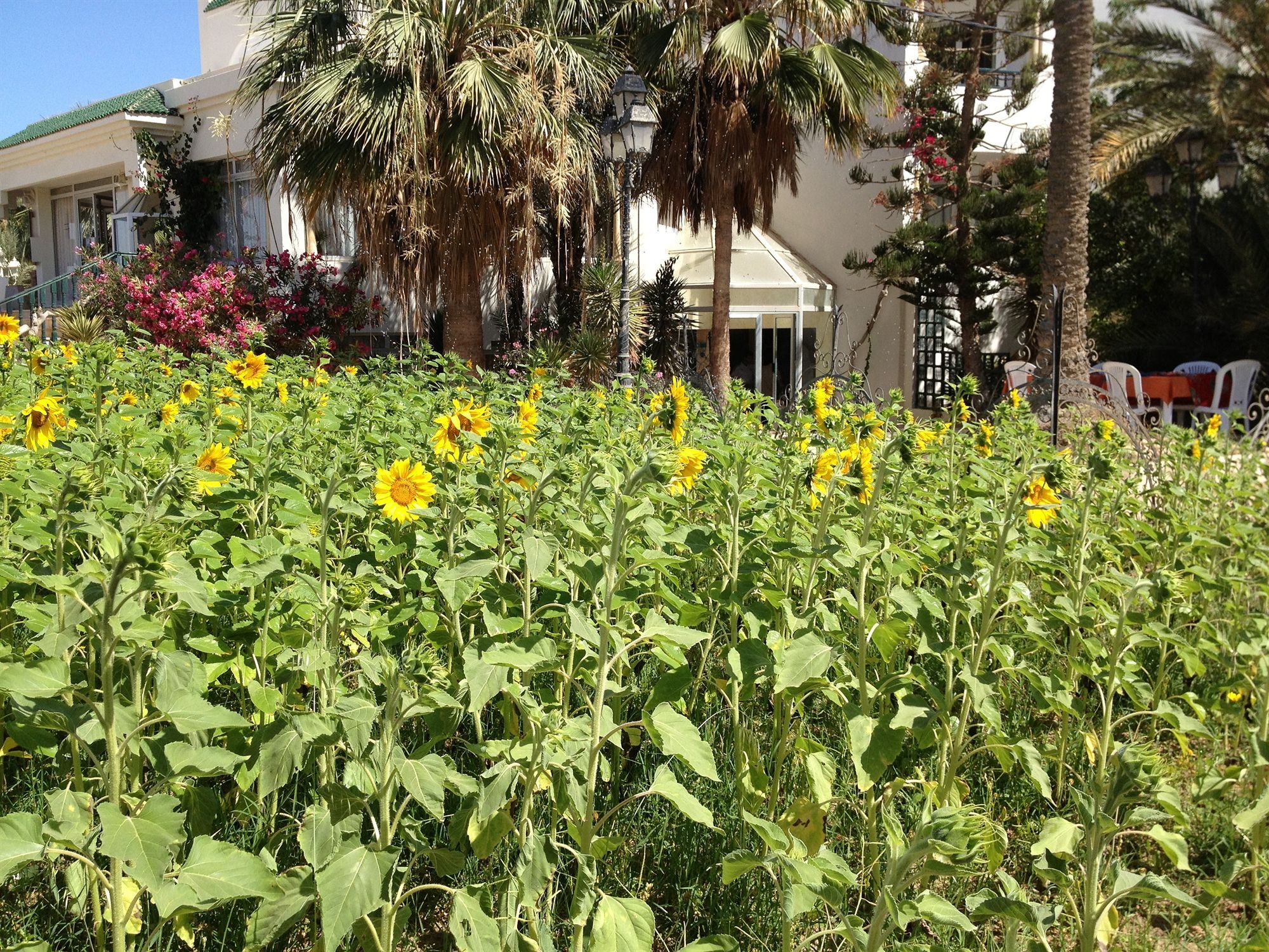 Hotel Djerba Orient Mezraia Exterior foto